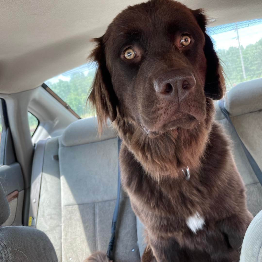 Willow, an adoptable Newfoundland Dog in North Branch, MN, 55056 | Photo Image 5