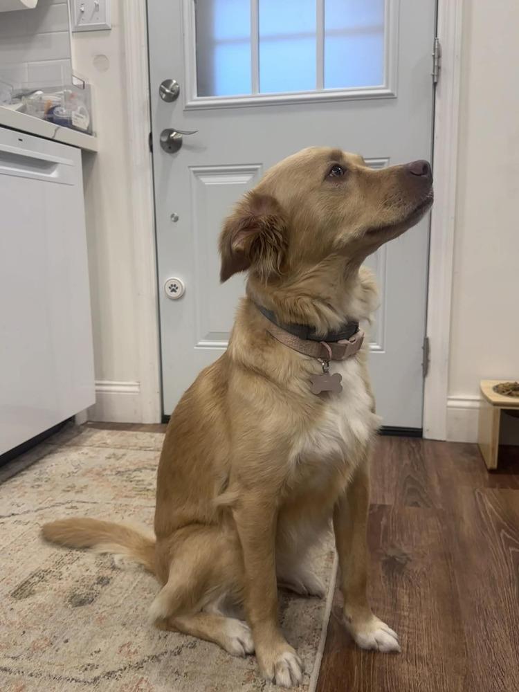 Minnie, Adoptable, Adult Female Collie.