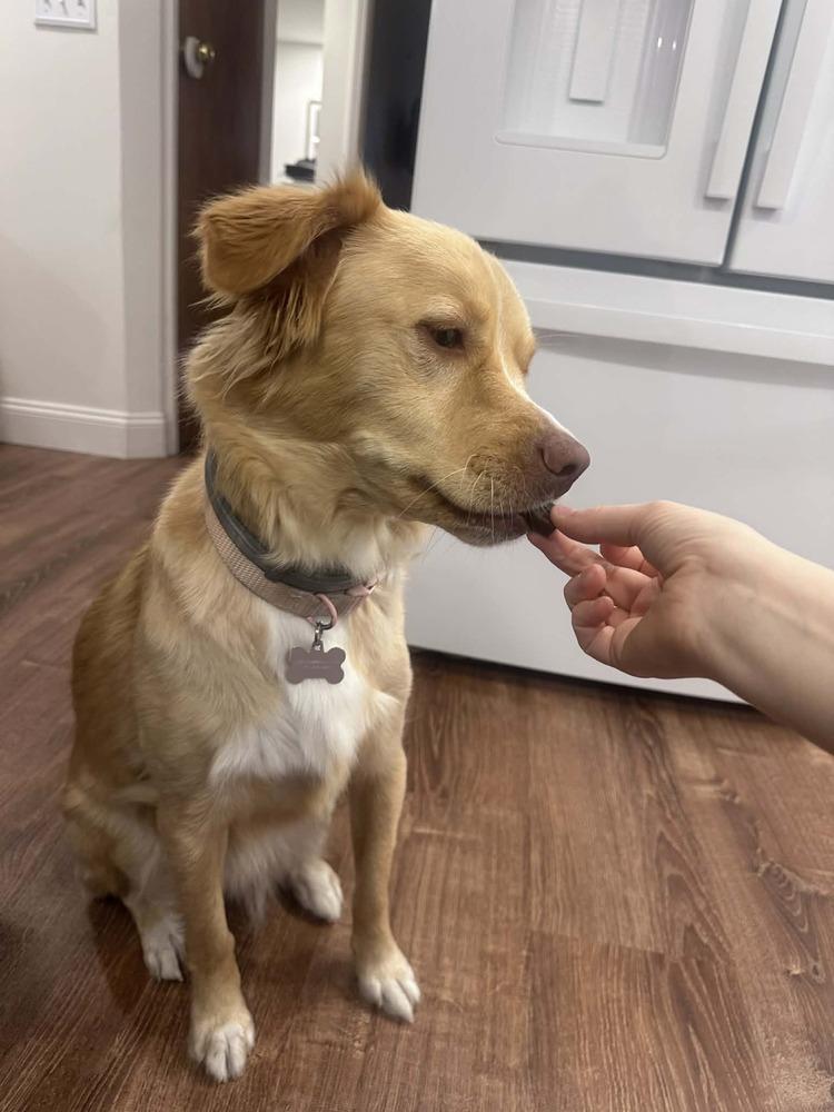 Enlarge Minnie, a Adoptable mixed breed in Amherst, NY image 2/6