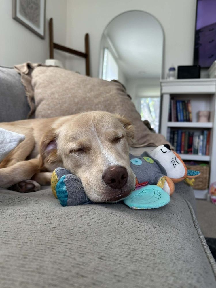 Enlarge Minnie, a Adoptable mixed breed in Amherst, NY image 3/6