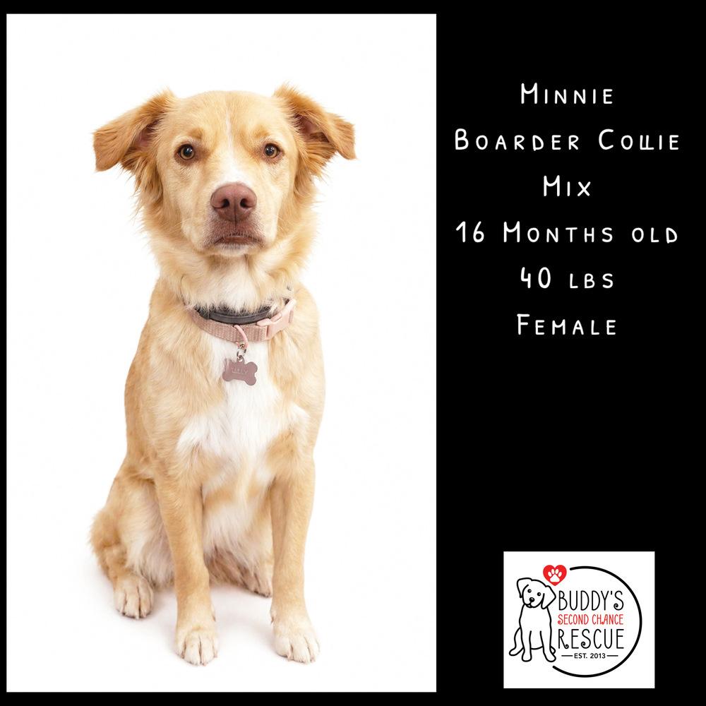 Enlarge Minnie, a Adoptable mixed breed in Amherst, NY image 4/6