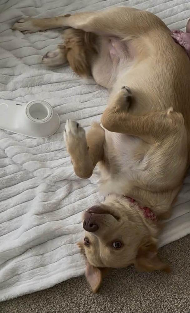 Enlarge Minnie, a Adoptable mixed breed in Amherst, NY image 5/6