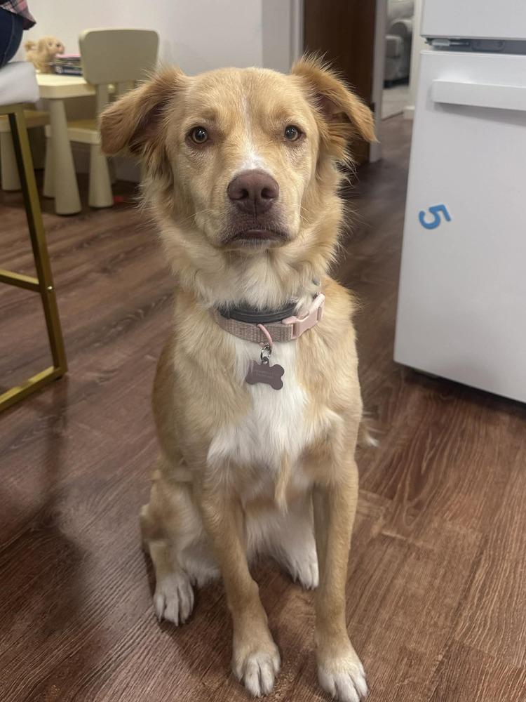 Enlarge Minnie, a Adoptable mixed breed in Amherst, NY image 6/6