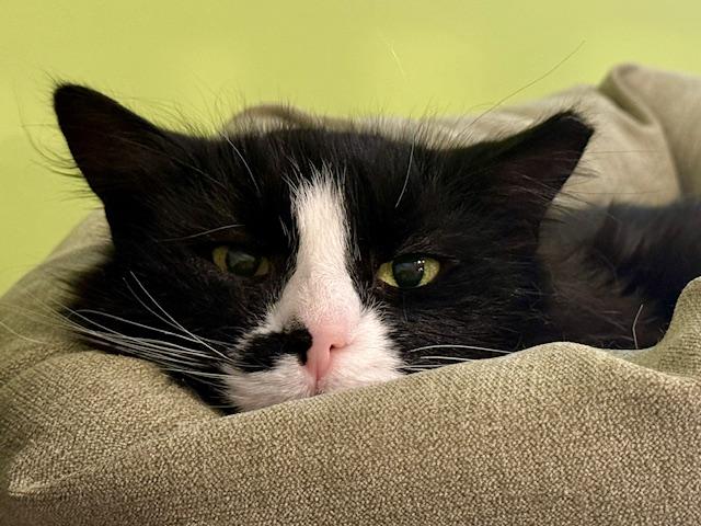 Enlarge NoNamme, a ADOPTABLE Tuxedo in Wells, ME image 2/2