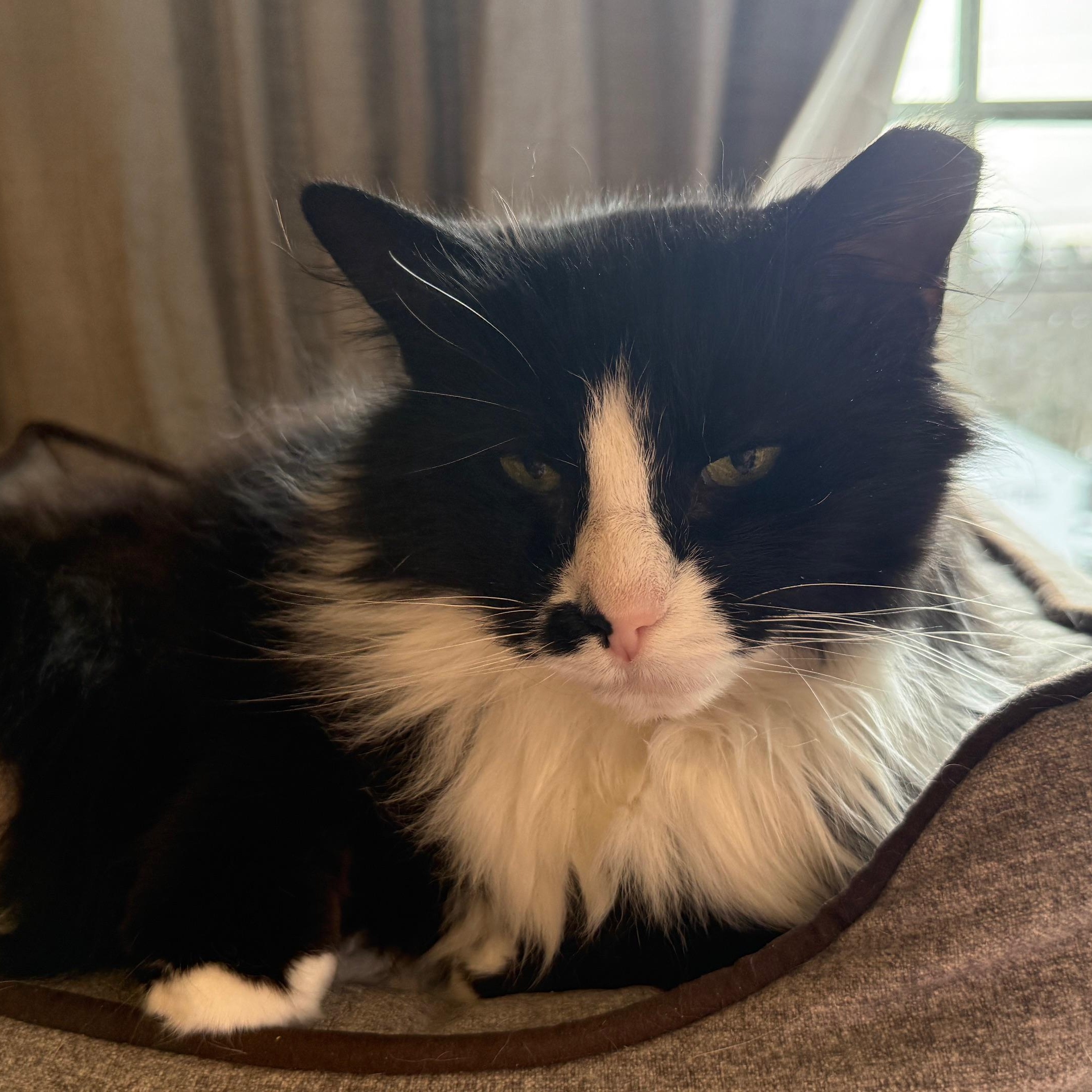 Enlarge NoNamme, a ADOPTABLE Tuxedo in Wells, ME image 1/2