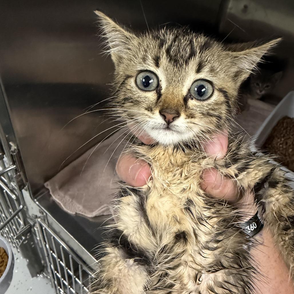 Dora, Adoptable, Kitten Female Domestic Short Hair.