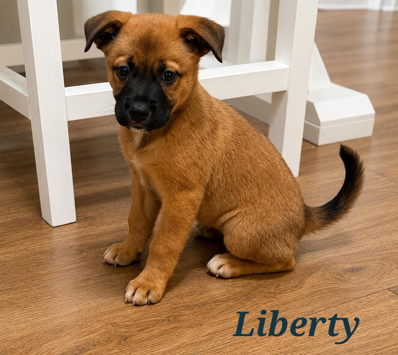 Enlarge Liberty, a Adopted mixed breed in Mount Pleasant, NC image 1/1