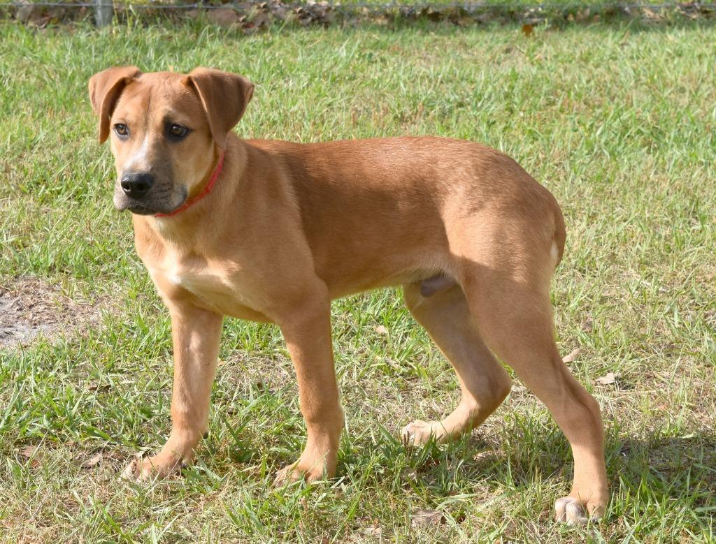 Kevin, a Adoptable mixed breed in Kingsland, GA image 1/2