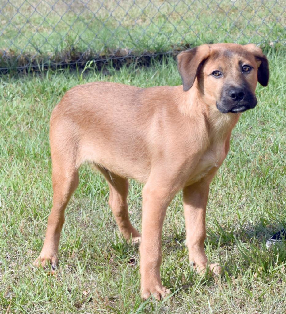 Kevin, a Adoptable mixed breed in Kingsland, GA image 2/2