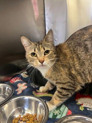 Enlarge Sia, a Adoptable Domestic Short Hair in Williamsport, PA image 3/3