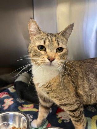Sia, Adoptable, Adult Female Domestic Short Hair.