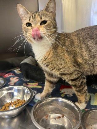 Enlarge Sia, a Adoptable Domestic Short Hair in Williamsport, PA image 2/3