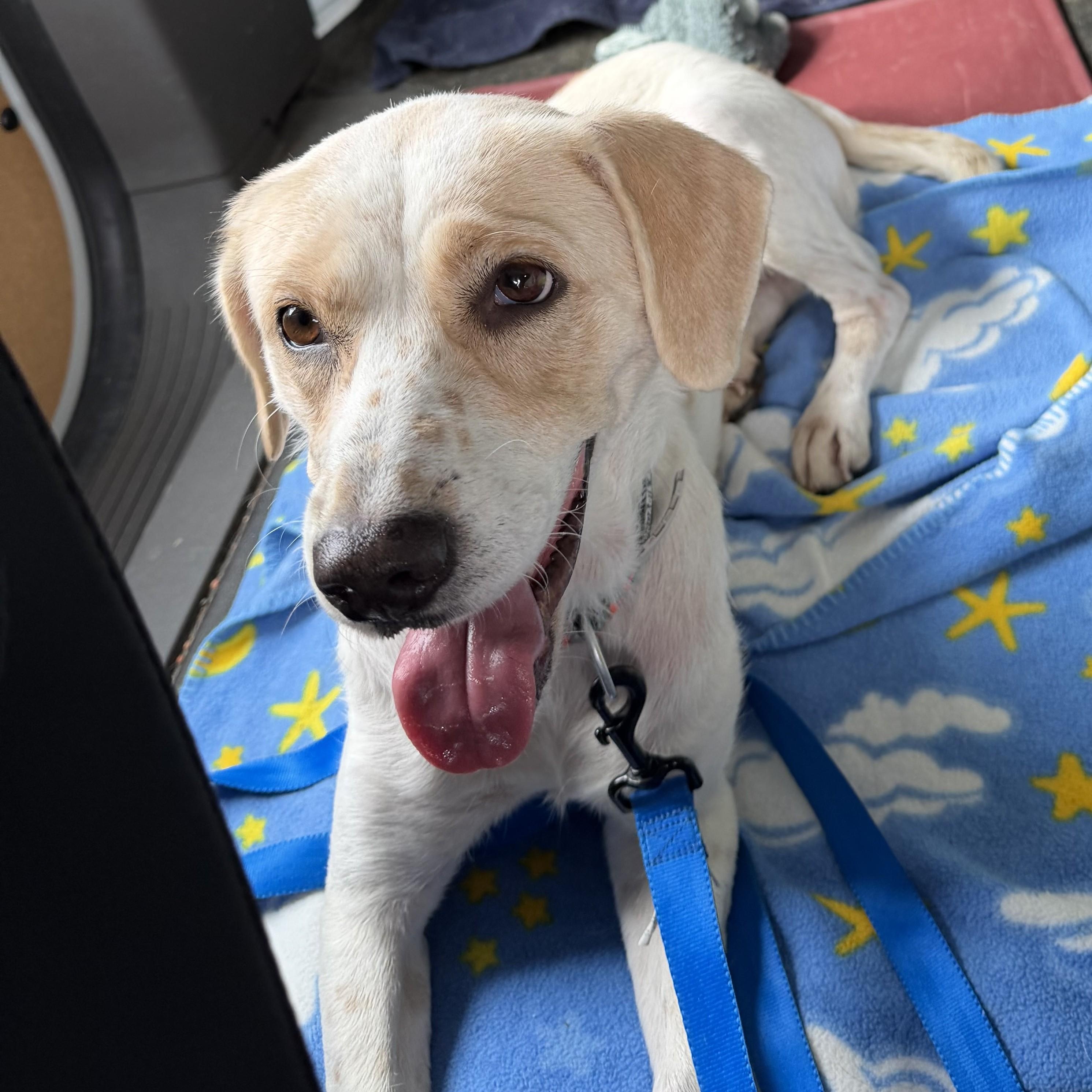 Enlarge Syssi, a Adoptable mixed breed in Cumberland , VA image 2/2