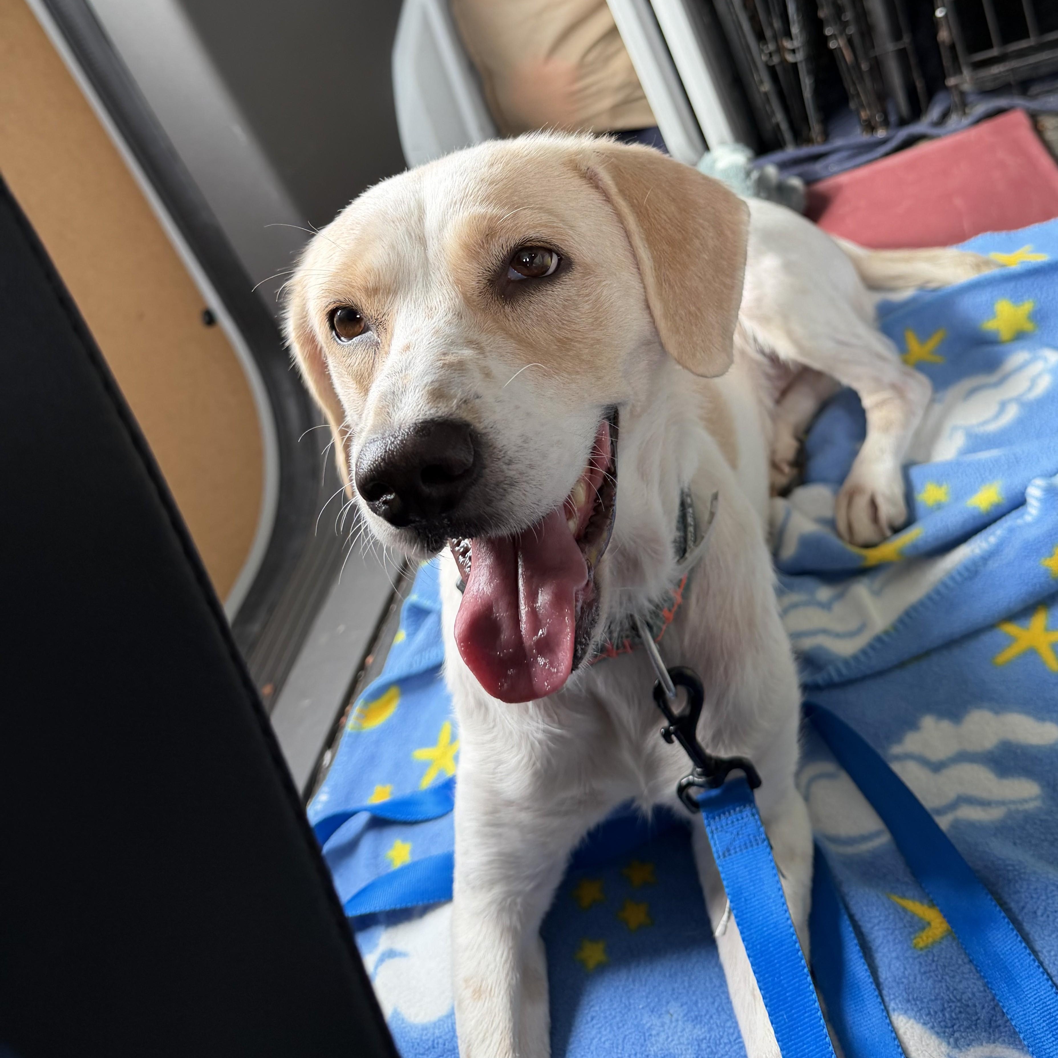 Enlarge Syssi, a Adoptable mixed breed in Cumberland , VA image 1/2
