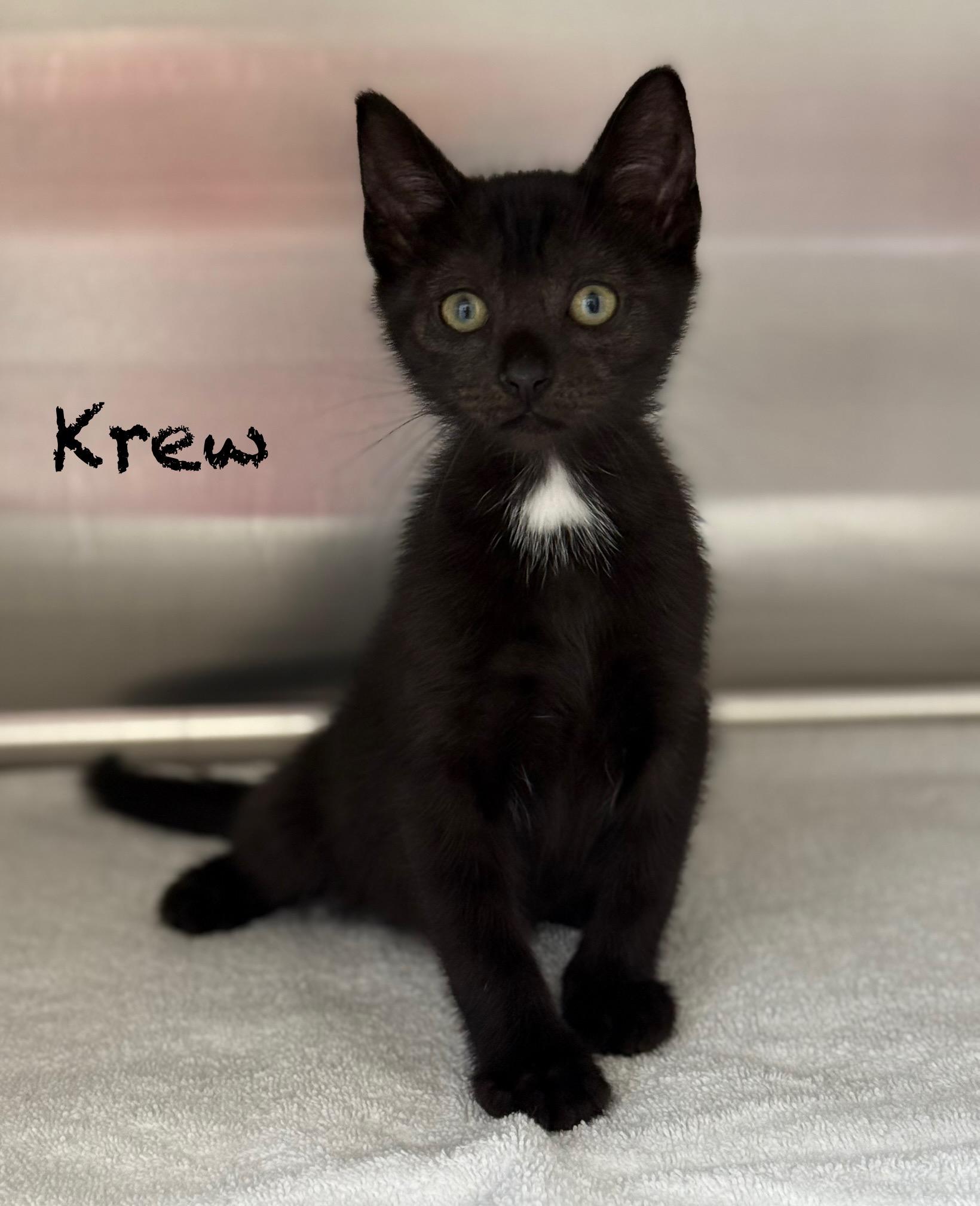 Krew, Baby Male unknown