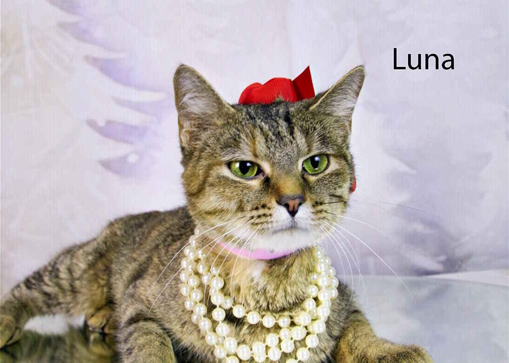 Luna, Adult Female Torbie