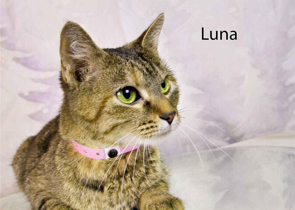 Enlarge Luna, a Adoptable Torbie in York, NE image 2/2