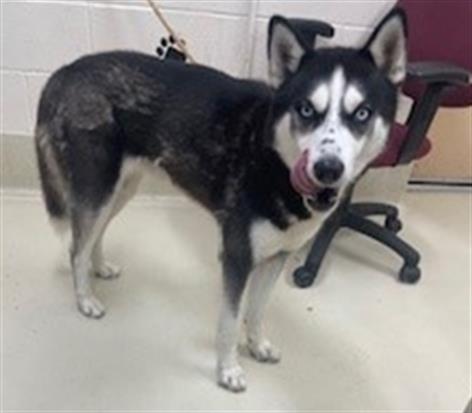 Chase - #44956, an adopted Husky in Columbia, MD_image-1