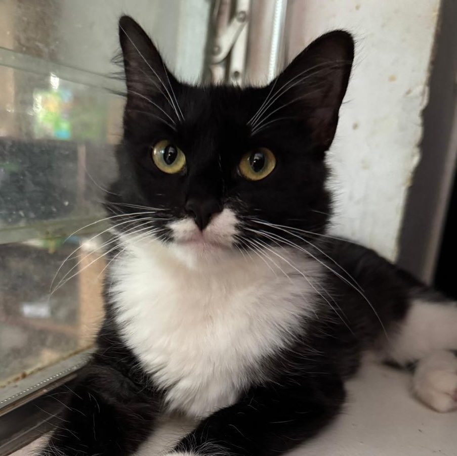 Enlarge Gidget, a Adoptable mixed breed in Poughkeepsie, NY image 2/5