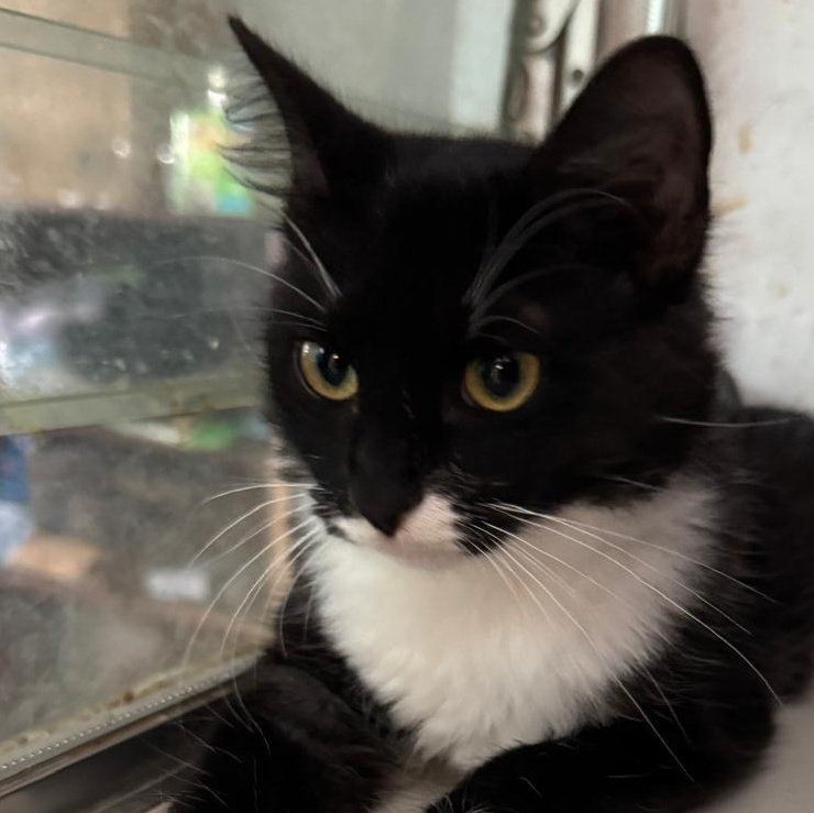 Gidget — thumbnail 5