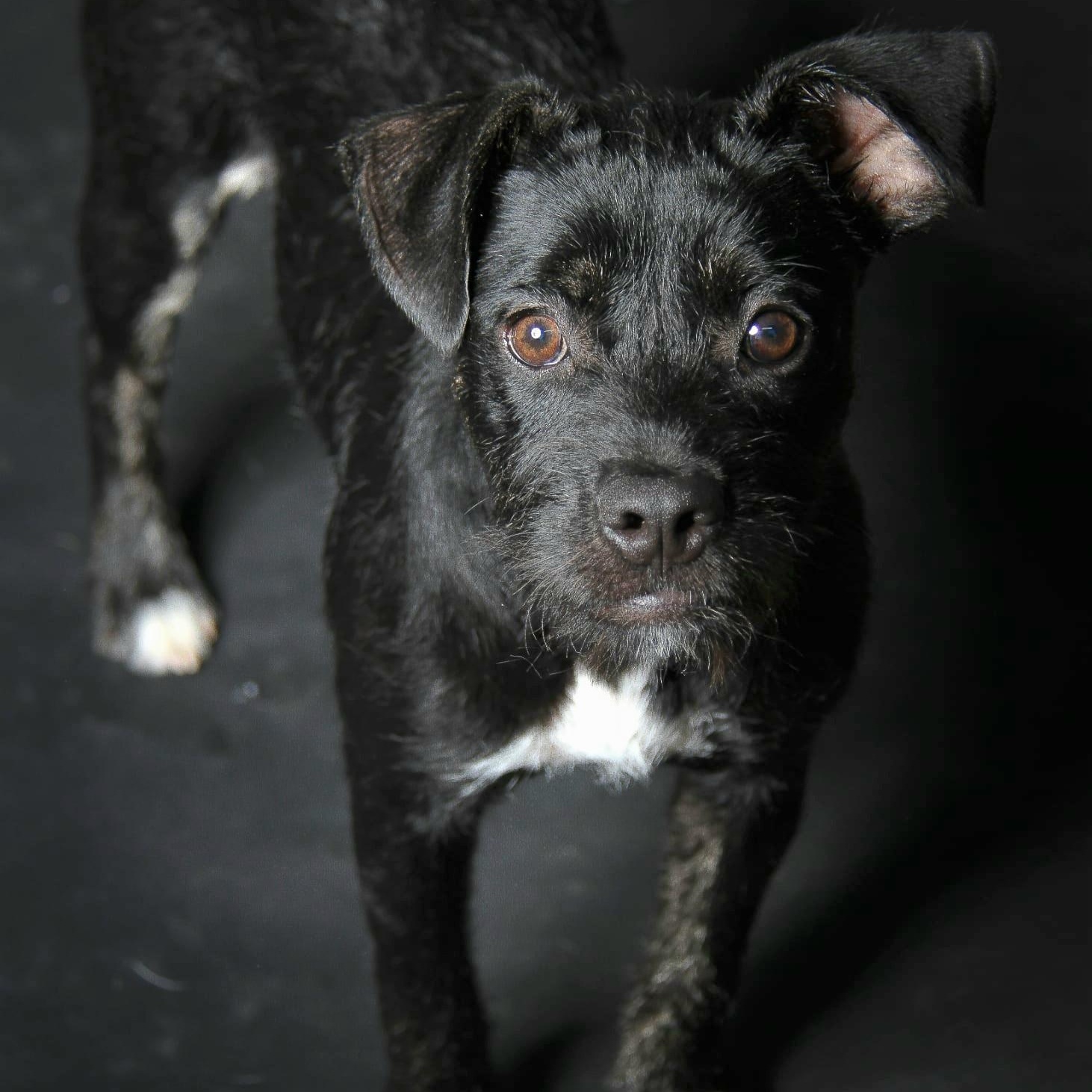Enlarge Cersei, a Adoptable mixed breed in East Hartford, CT image 1/5