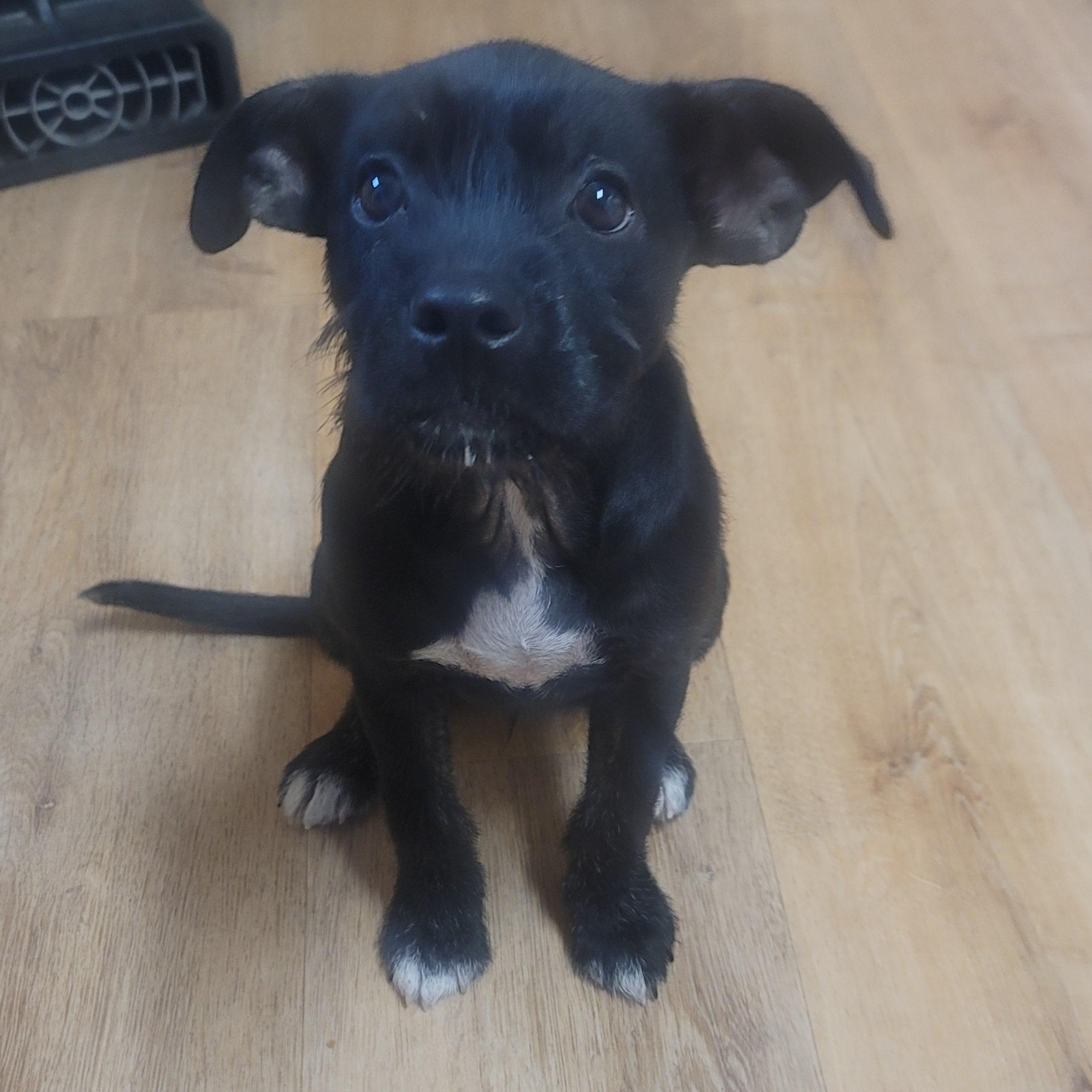 Enlarge Cersei, a Adoptable mixed breed in East Hartford, CT image 4/5