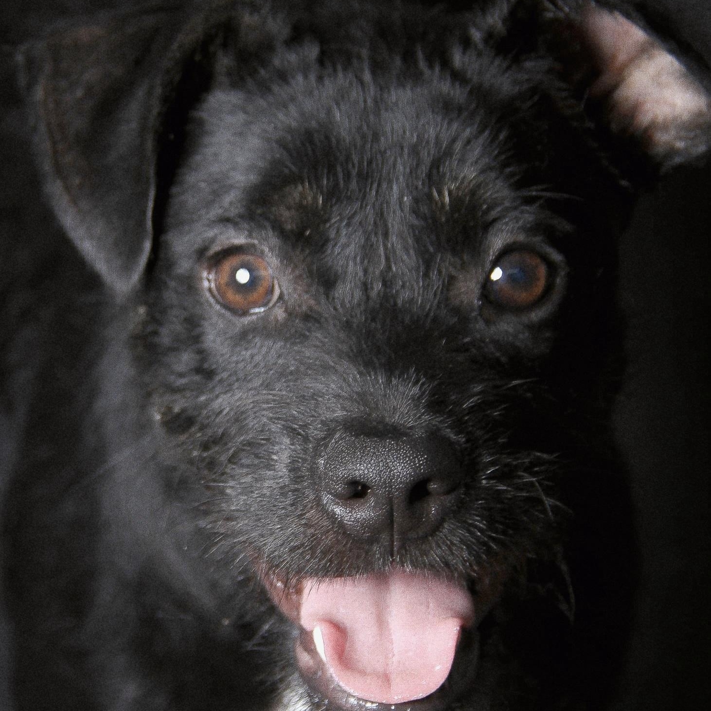 Enlarge Cersei, a Adoptable mixed breed in East Hartford, CT image 3/5