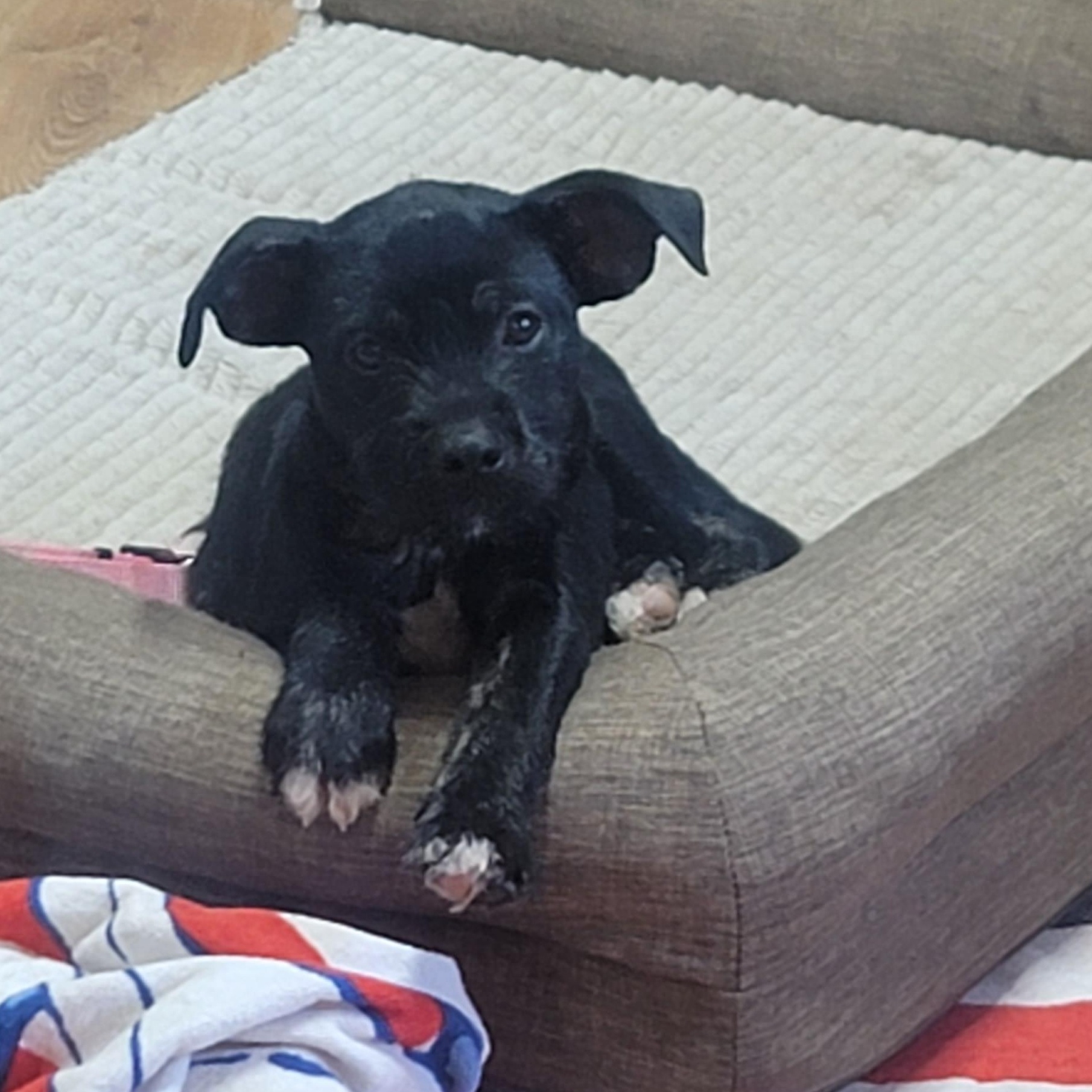 Enlarge Cersei, a Adoptable mixed breed in East Hartford, CT image 5/5