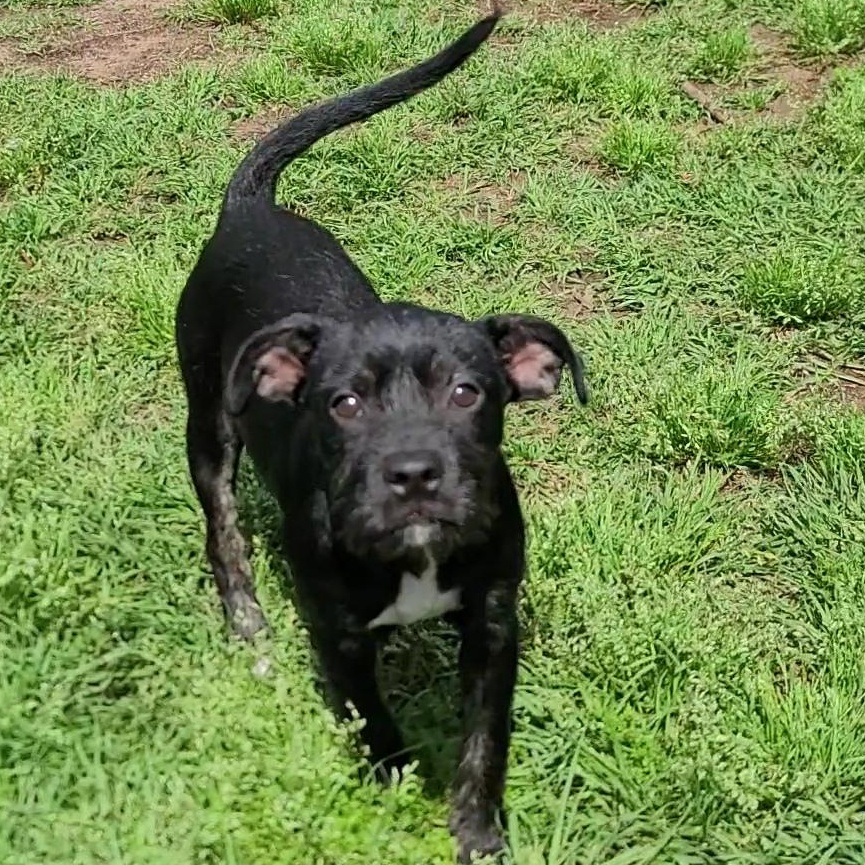 Enlarge Cersei, a Adoptable mixed breed in East Hartford, CT image 2/5