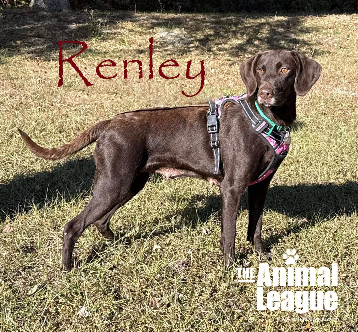 Renley, a ADOPTABLE mixed breed in Clermont, FL image 1/5