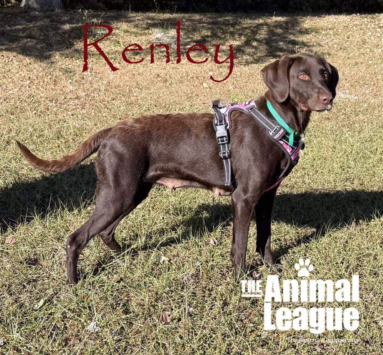Renley, a ADOPTABLE mixed breed in Clermont, FL image 2/5