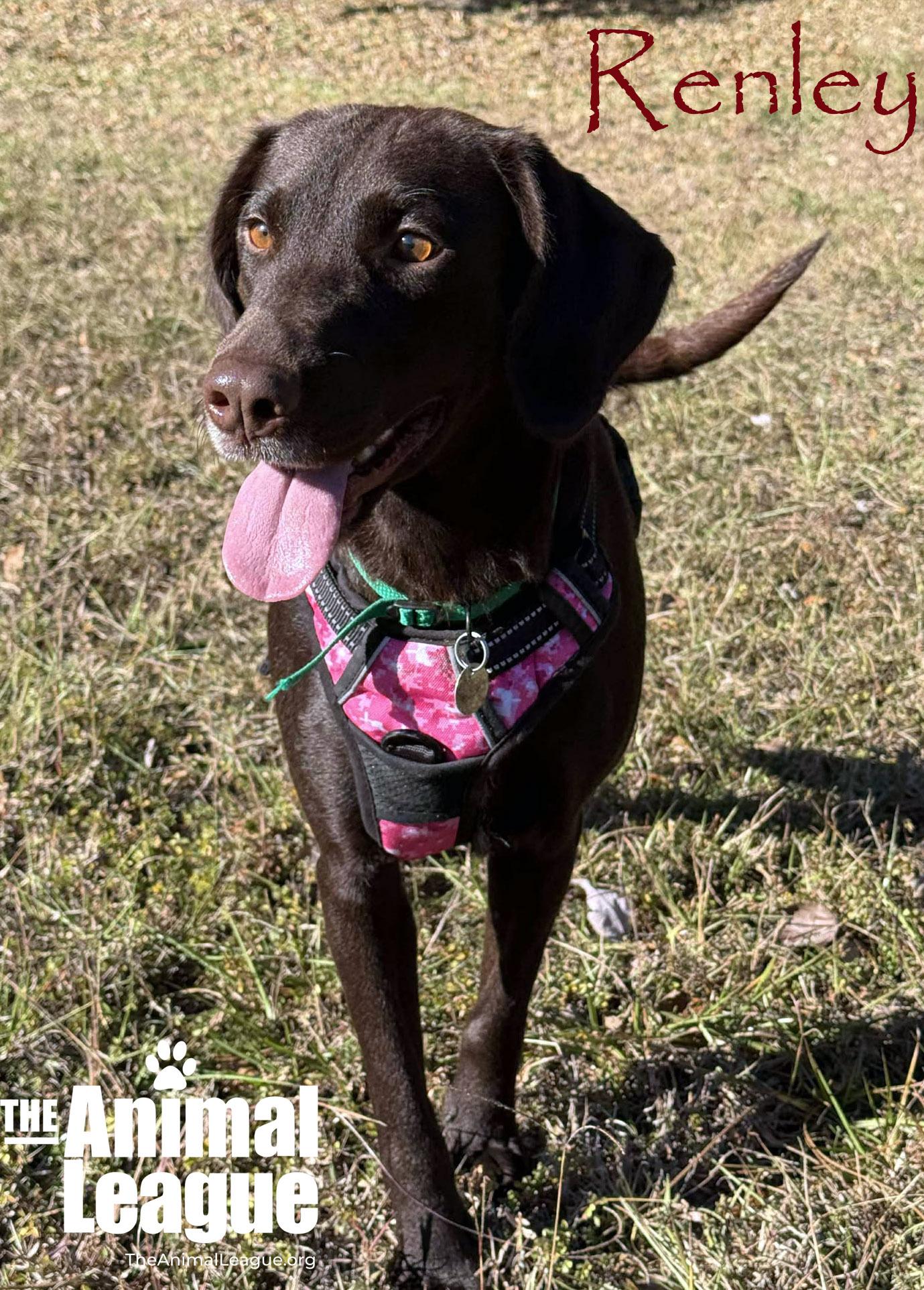 Renley, a ADOPTABLE mixed breed in Clermont, FL image 3/5