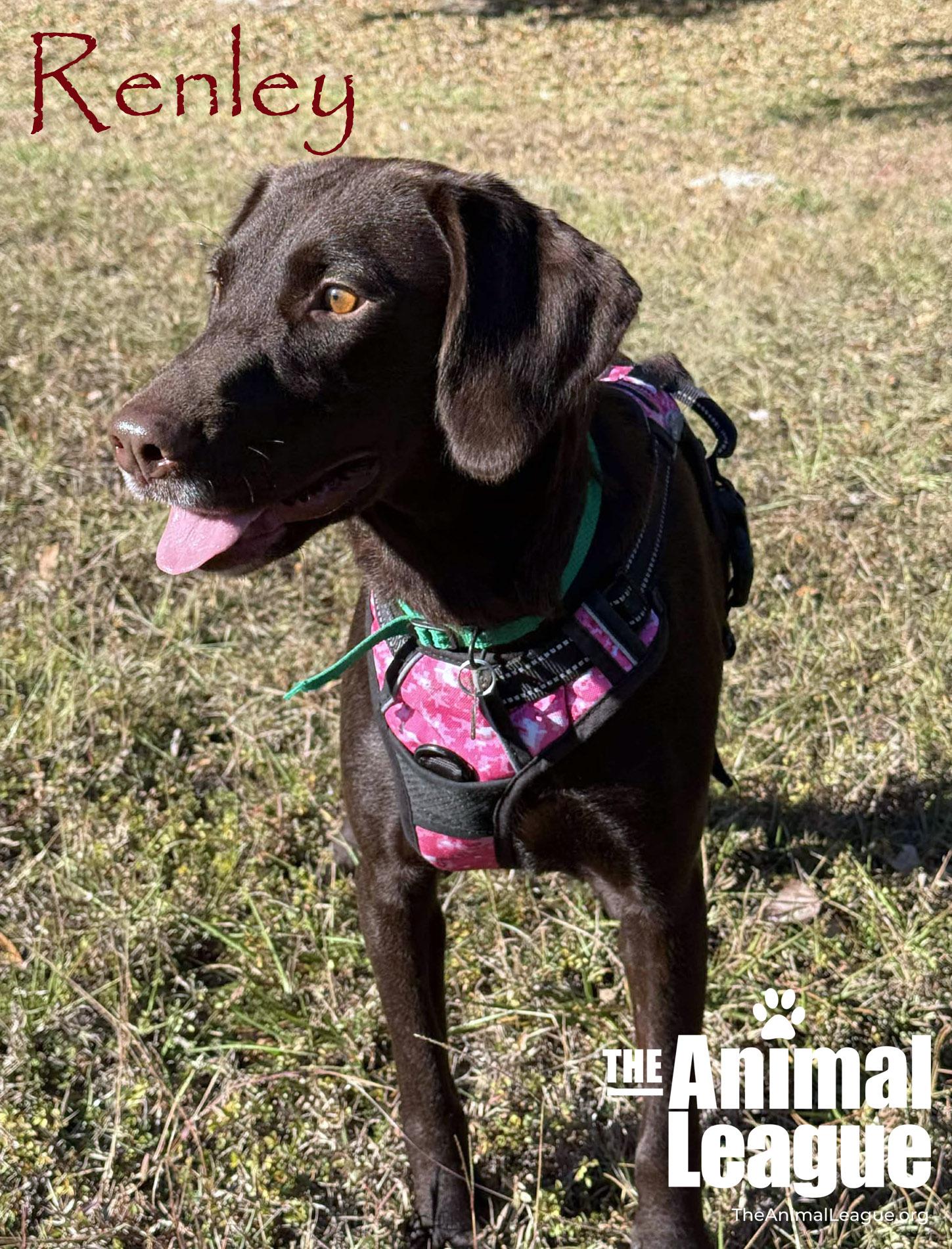 Renley, a ADOPTABLE mixed breed in Clermont, FL image 4/5