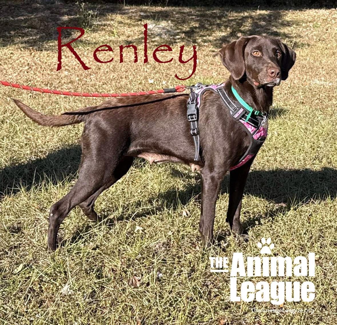 Renley, a ADOPTABLE mixed breed in Clermont, FL image 5/5