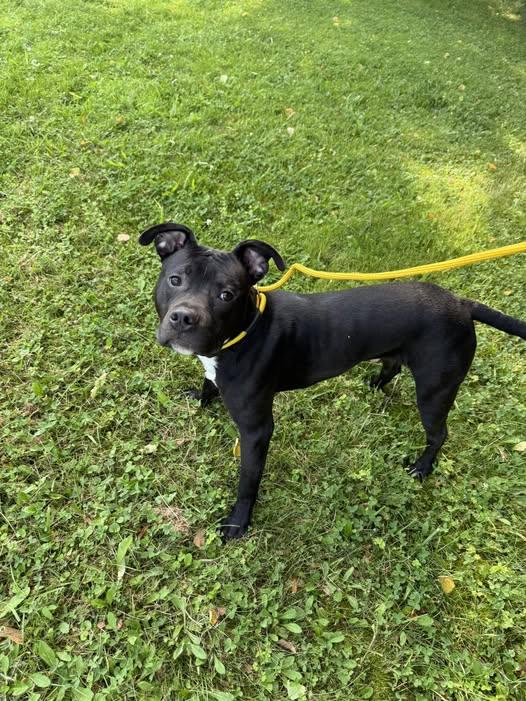 Checkers, Young Male American Staffordshire Terrier