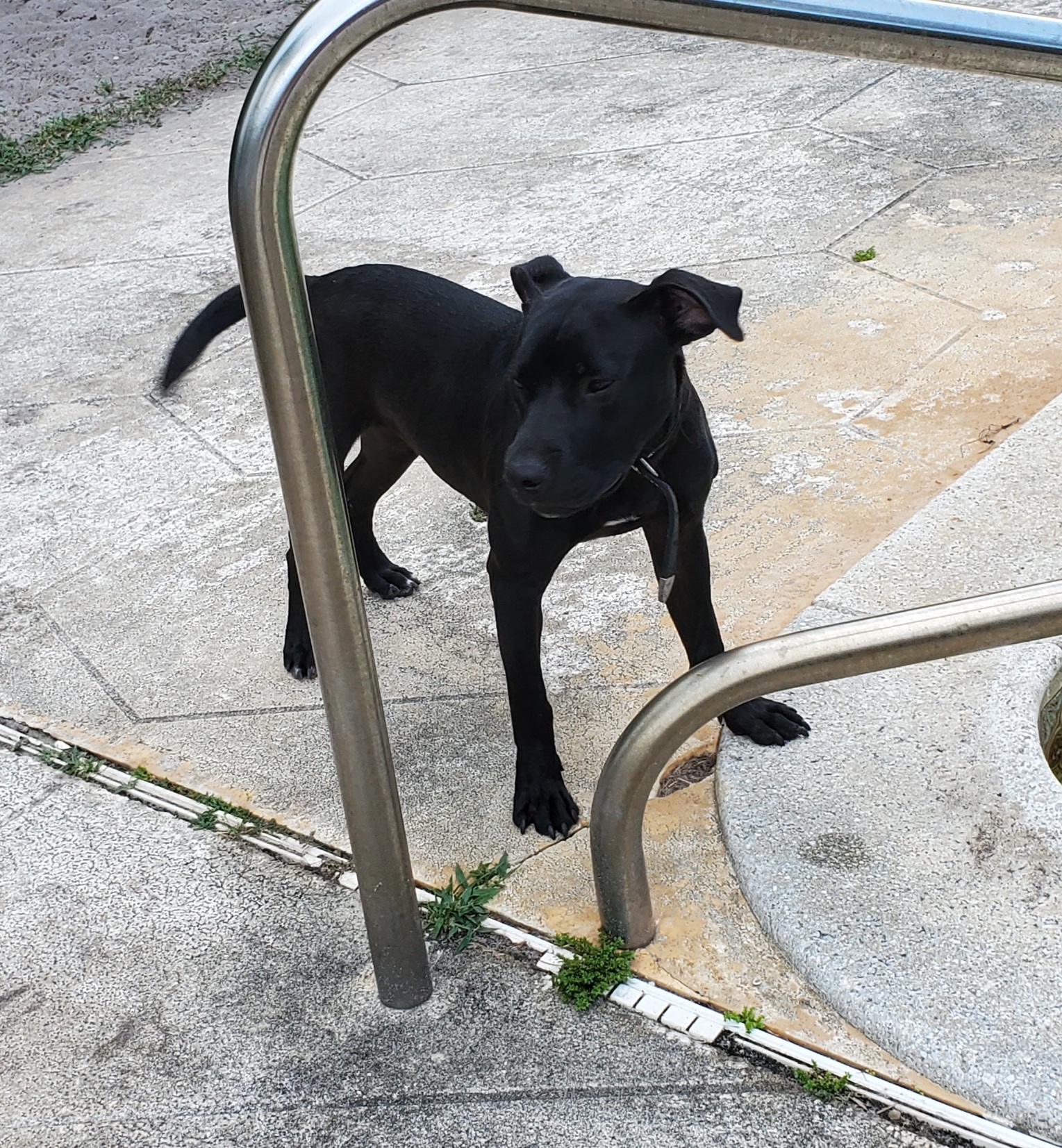 SHAGGY with Shakira READ IN FULL, a Adoptable mixed breed in West Palm Beach, FL image 1/4