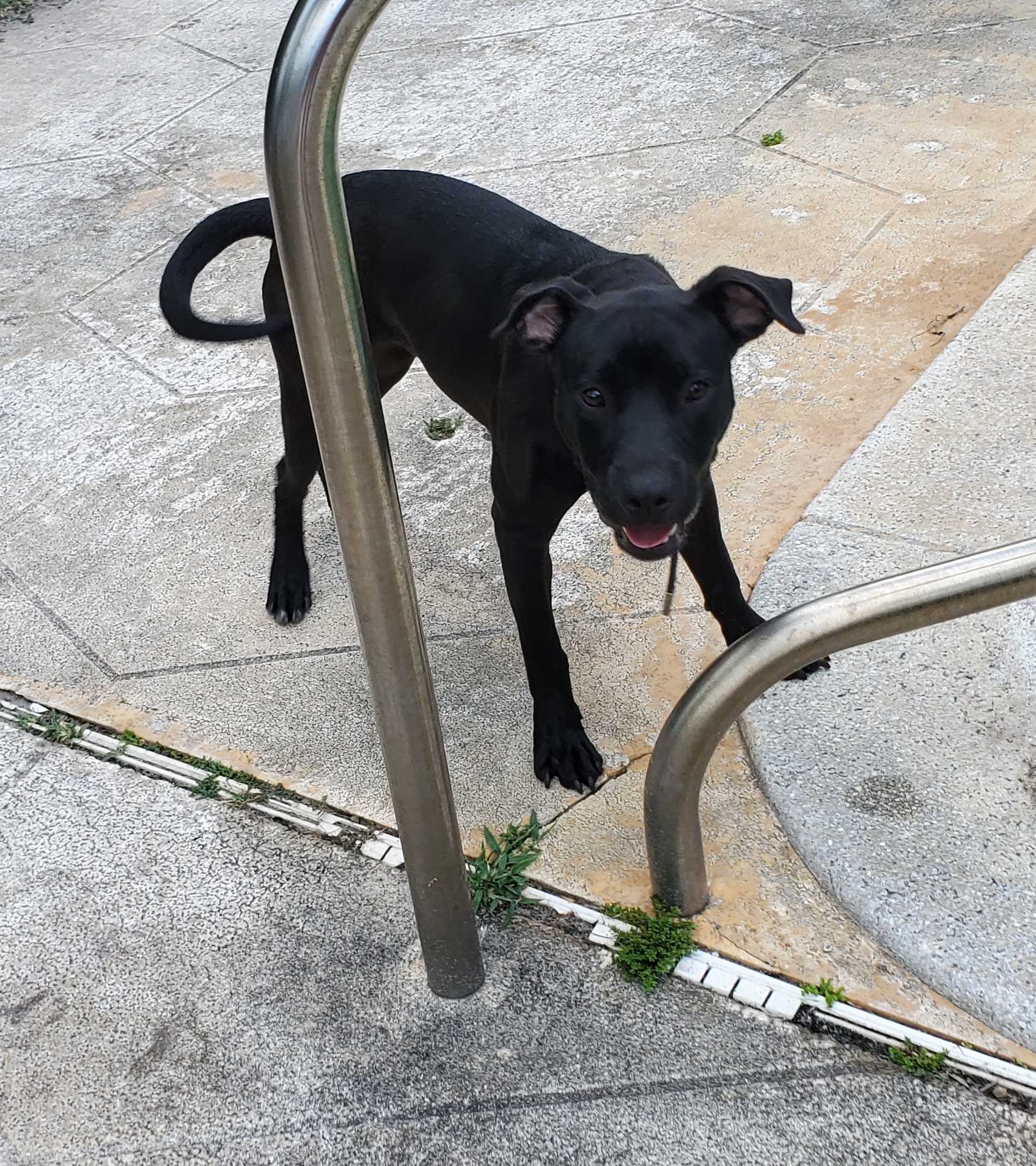 SHAGGY with Shakira READ IN FULL, Adoptable, Adult Male Black Labrador Retriever.