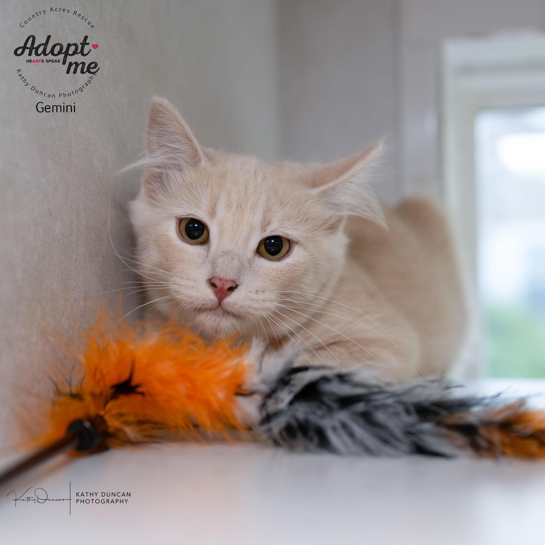 Gemini, Adoptable, Kitten Male Domestic Medium Hair.