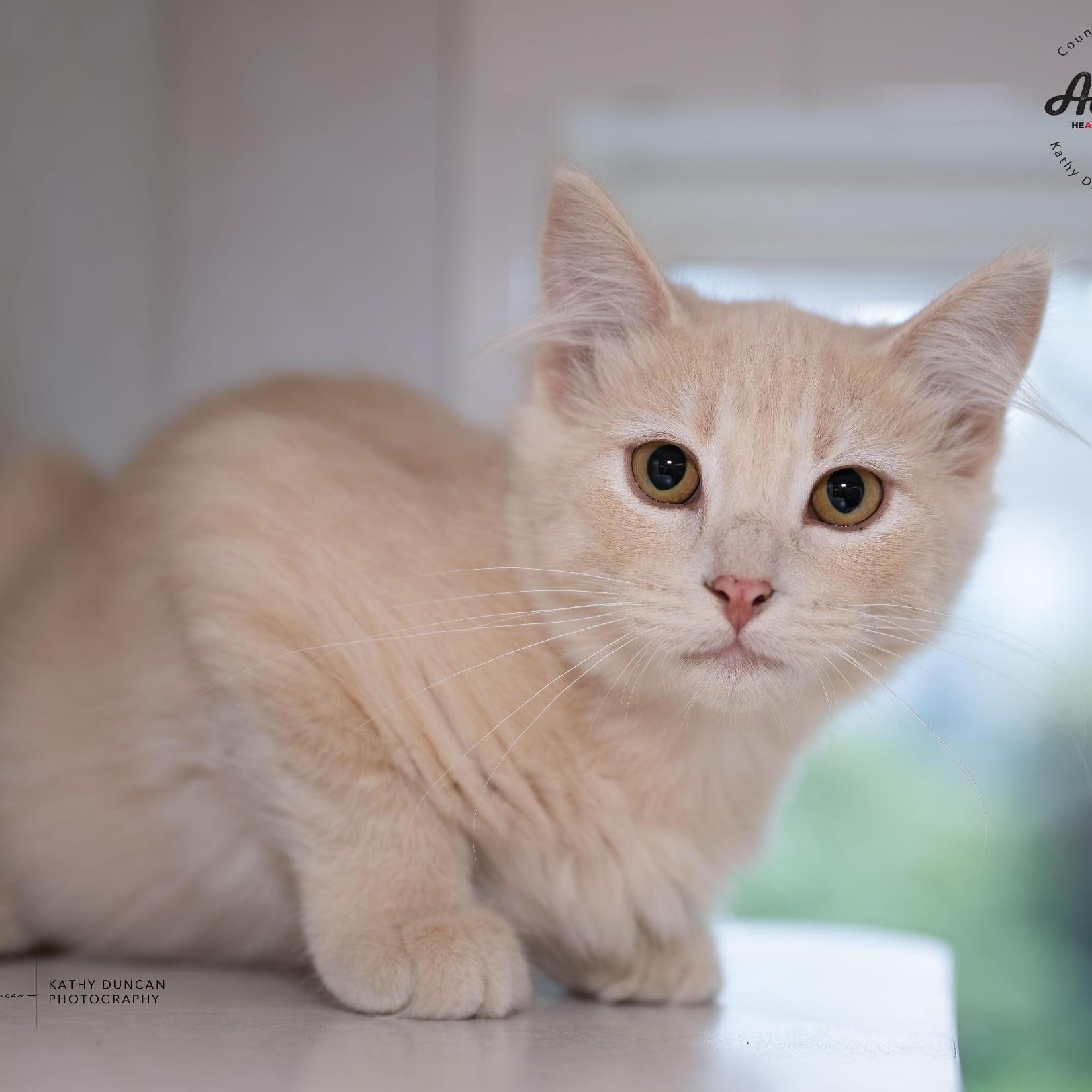 Gemini, an adopted Domestic Medium Hair in Manchester, MO image 2/3
