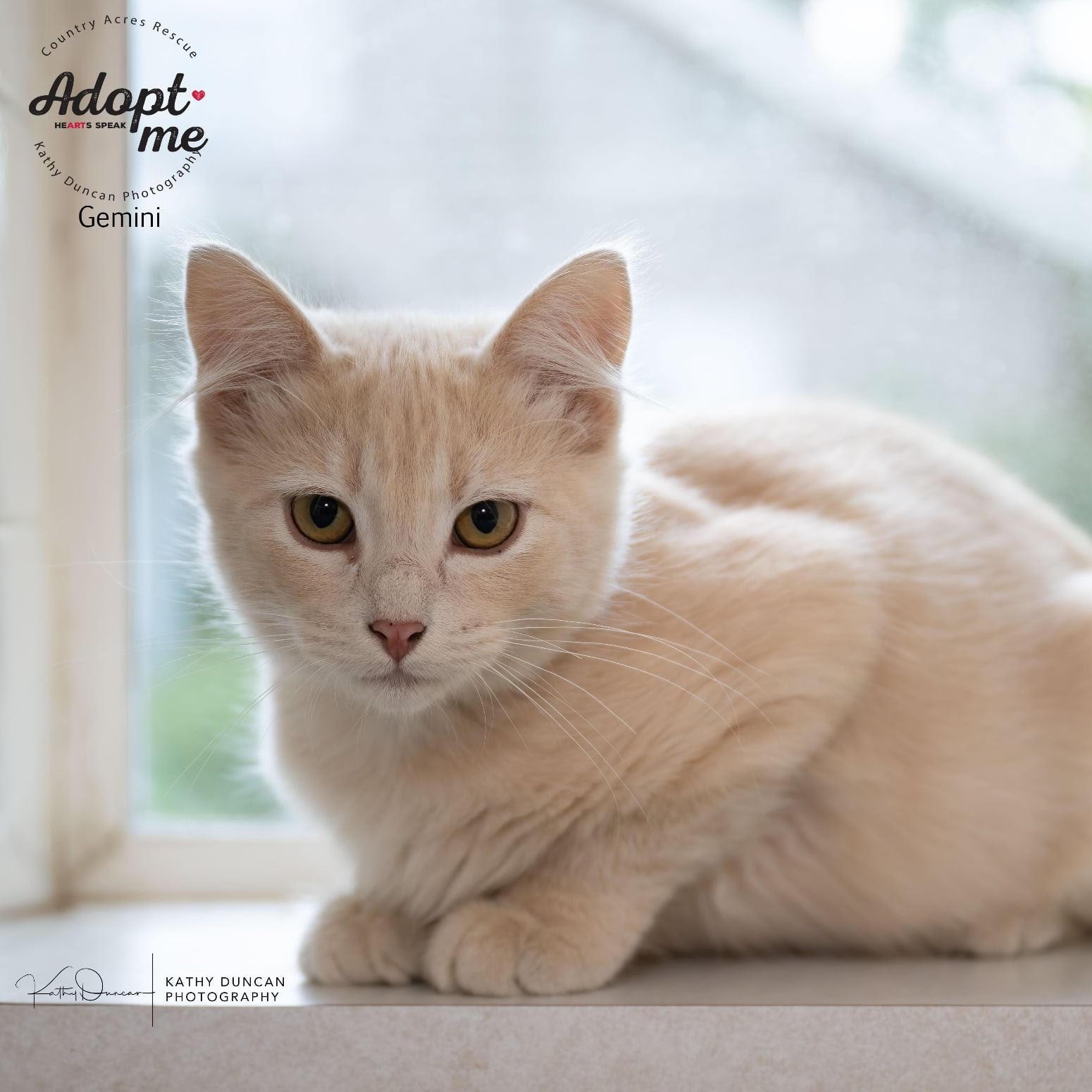 Gemini, an adopted Domestic Medium Hair in Manchester, MO image 3/3