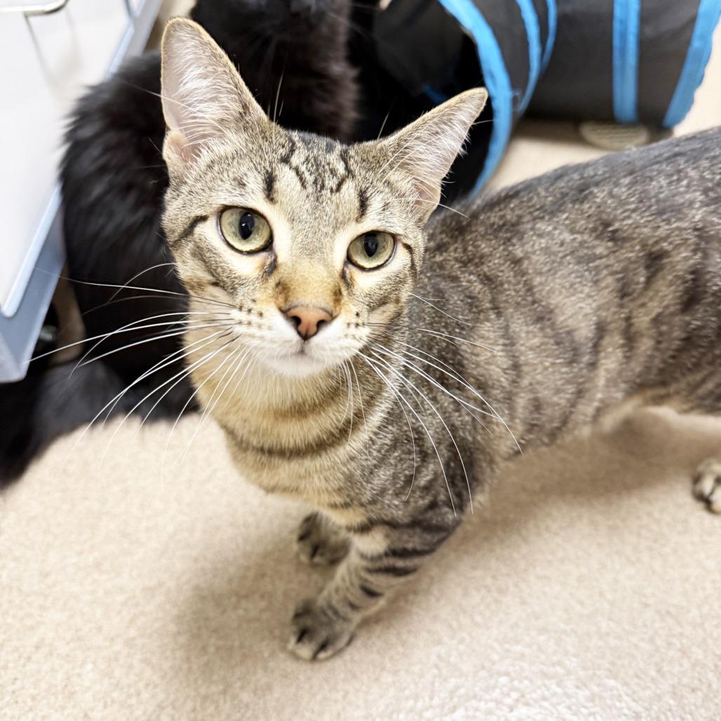 Jenny, a Adoptable Domestic Short Hair in Oshkosh, WI image 1/4