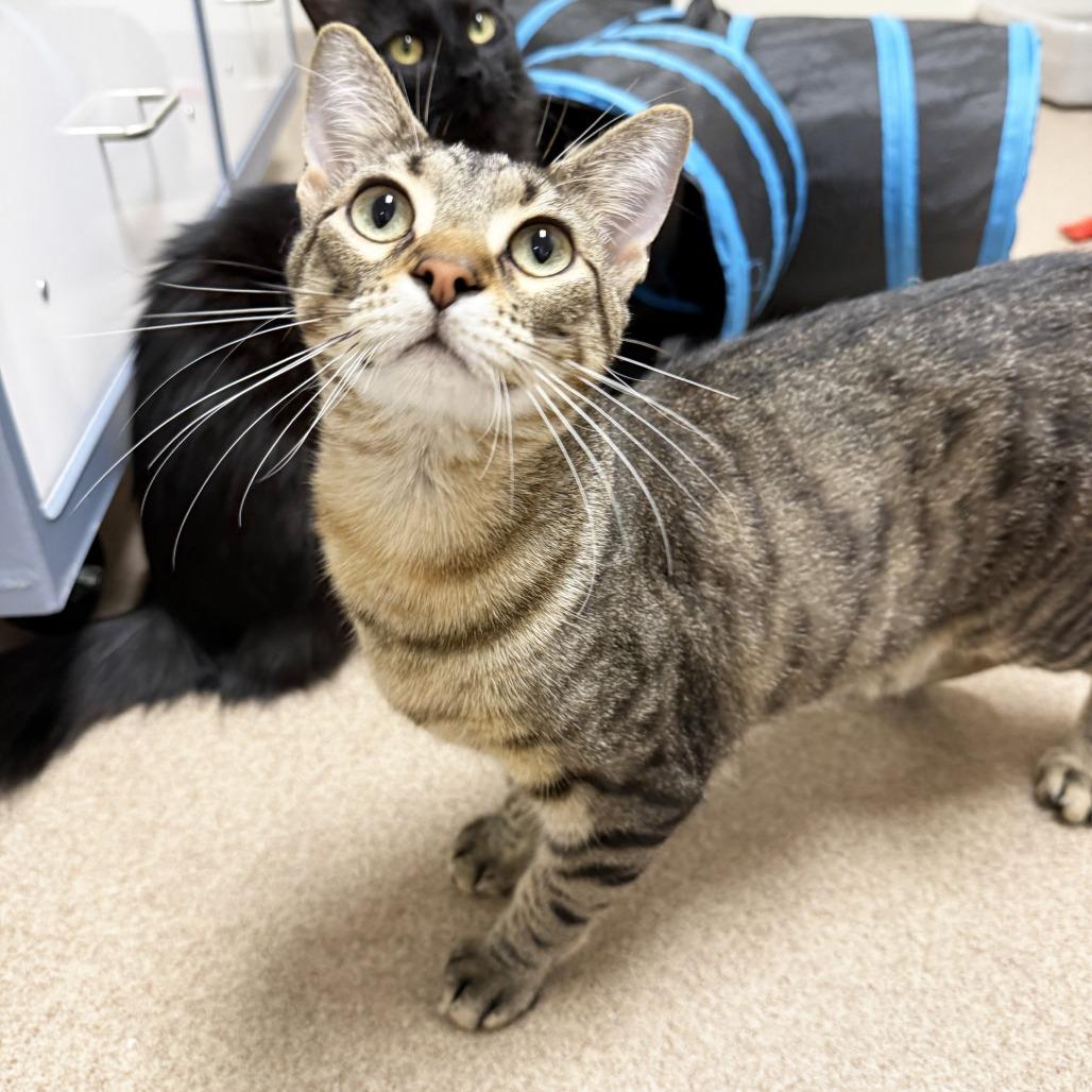 Jenny, a Adoptable Domestic Short Hair in Oshkosh, WI image 2/4