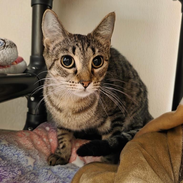 Jenny, a Adoptable Domestic Short Hair in Oshkosh, WI image 3/4