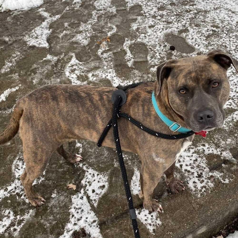 Enlarge Bonnie, a ADOPTABLE mixed breed in Detroit, MI image 4/6