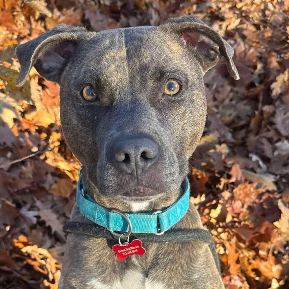 Enlarge Bonnie, a ADOPTABLE mixed breed in Detroit, MI image 3/6