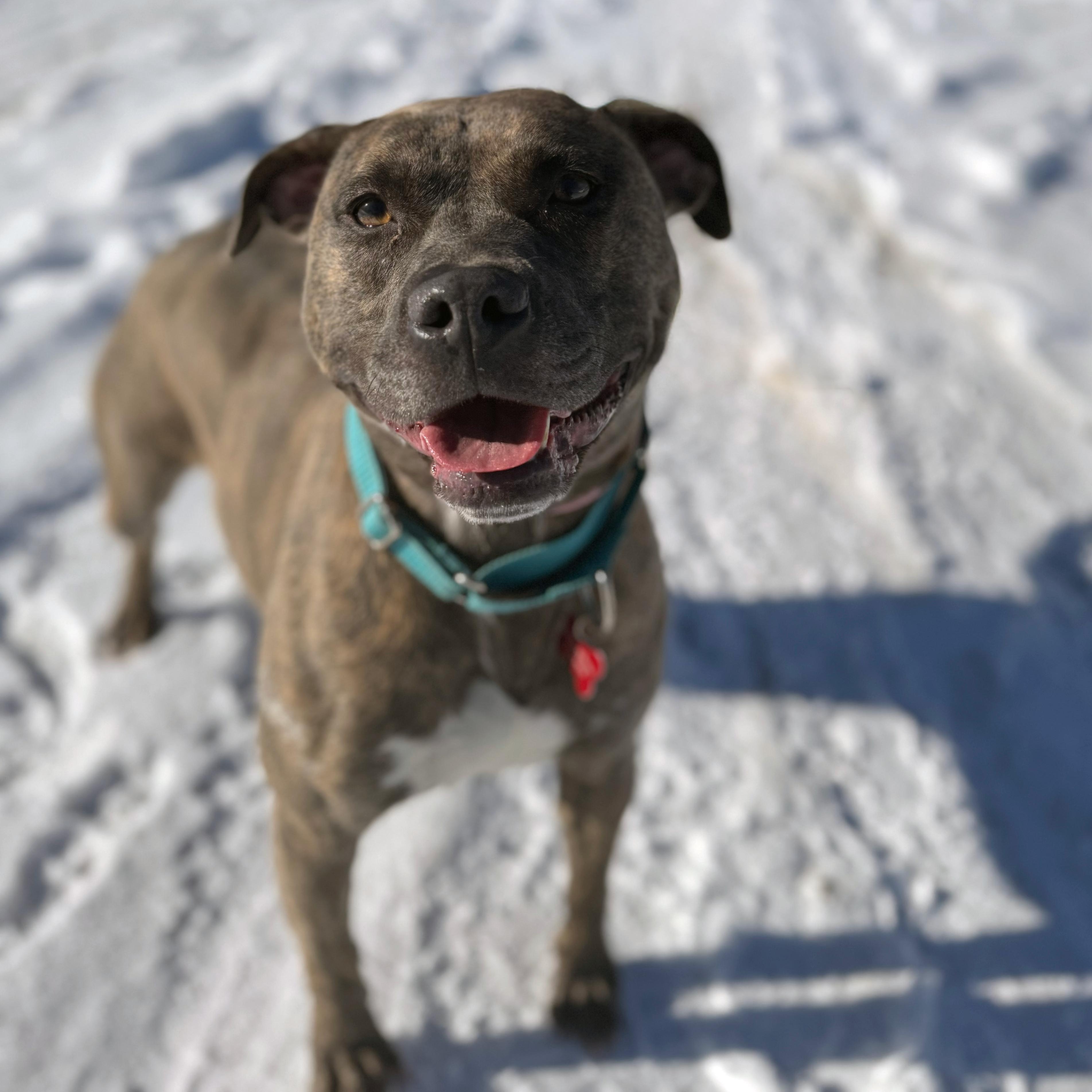 Enlarge Bonnie, a ADOPTABLE mixed breed in Detroit, MI image 2/6
