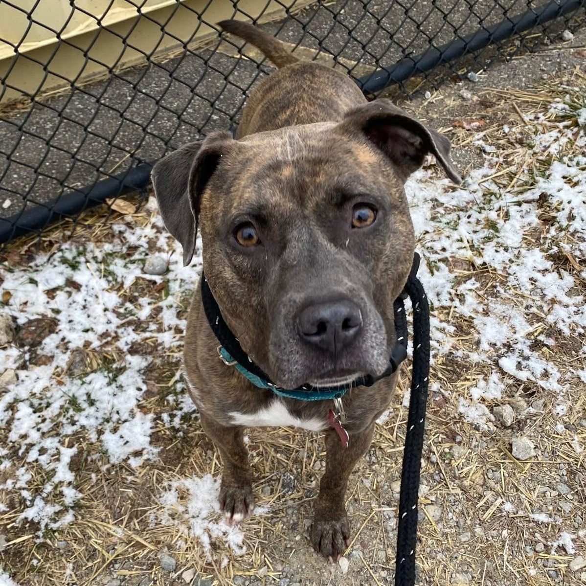 Enlarge Bonnie, a ADOPTABLE mixed breed in Detroit, MI image 1/6