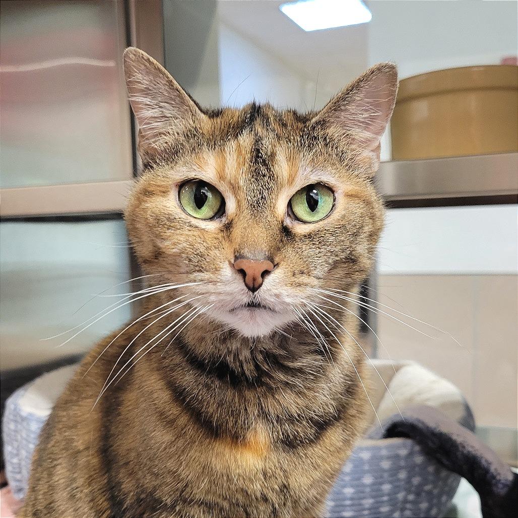 Enlarge Mia, a Adoptable Domestic Short Hair in Nashville, IN image 1/6