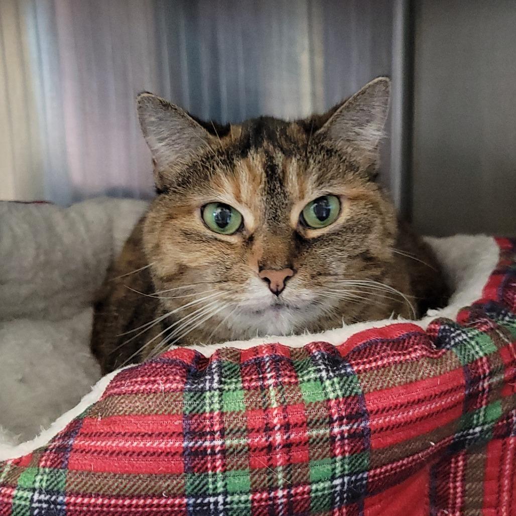 Mia, Adoptable, Senior Female Domestic Short Hair.