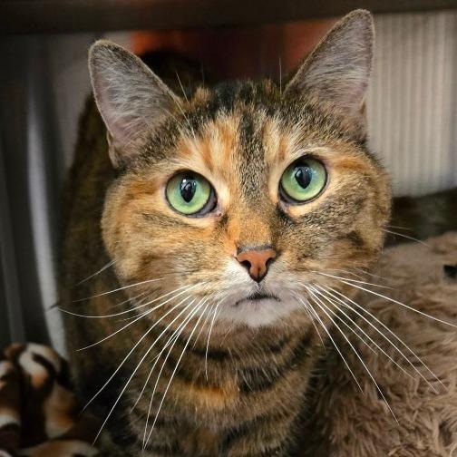 Enlarge Mia, a Adoptable Domestic Short Hair in Nashville, IN image 2/6